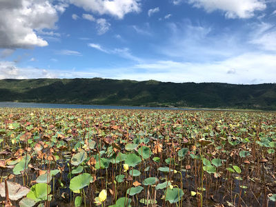 Etang de Miragoane