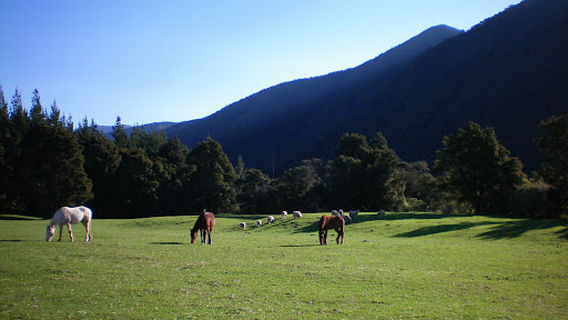 Mamaku Grove