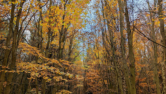 The Rising Sun Countryside Centre