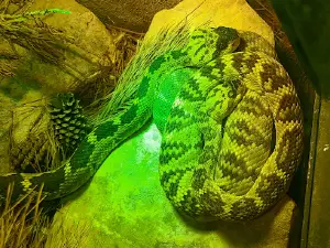 Reptilandia Zoo