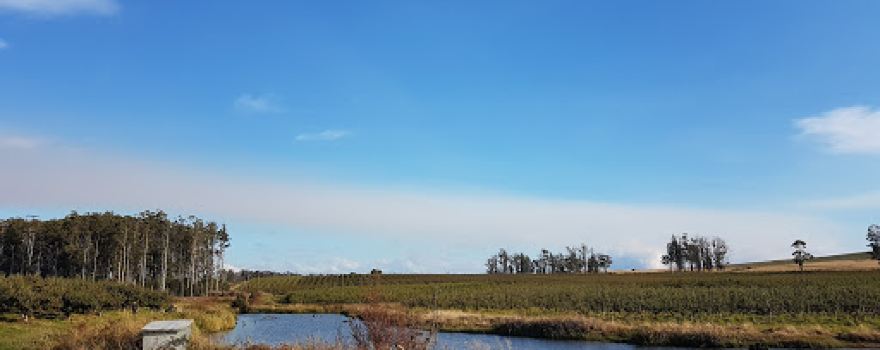 Sassafras Orchards
