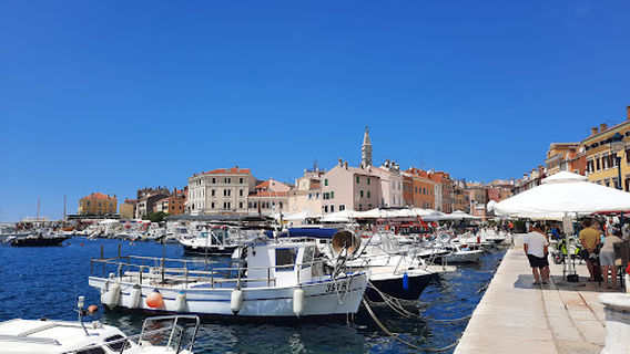 Dolphin watching Rovinj