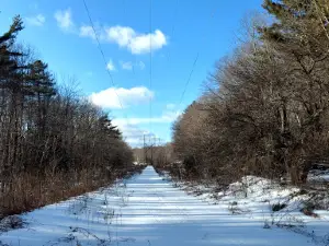 Otis State Forest