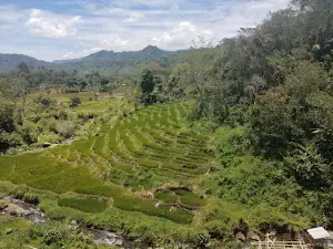 Curup Indah Pulau beringin
