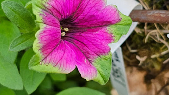 Corinth Nursery & Garden Center