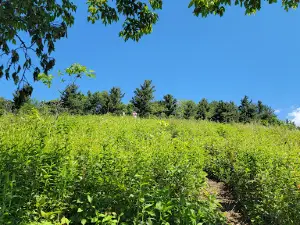 Elk Mountain Overlook
