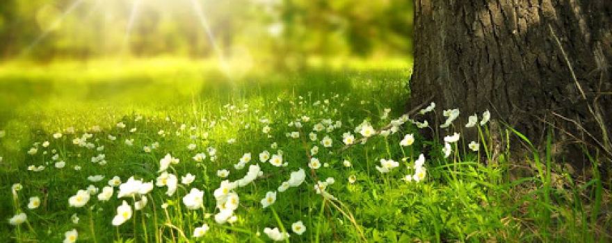 Thorncliffe Groundcare & Garden Machinery