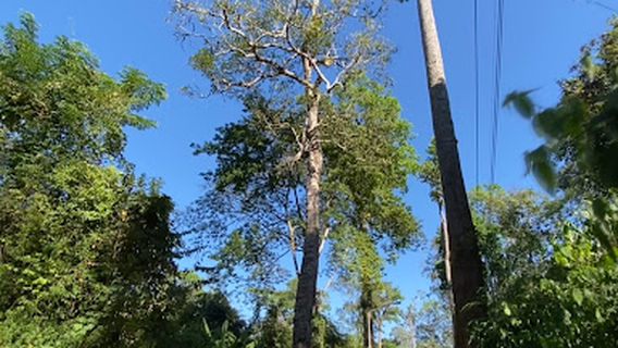 Giant Trees Alley