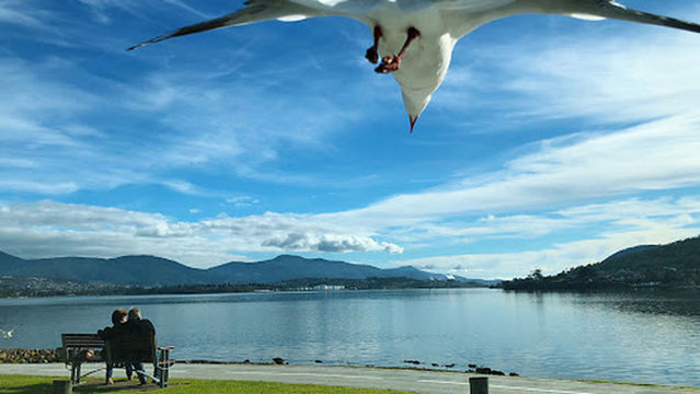 Rose Bay Foreshore Park