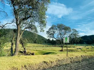 Bosque De Los Arboles De Navidad 2 Sección