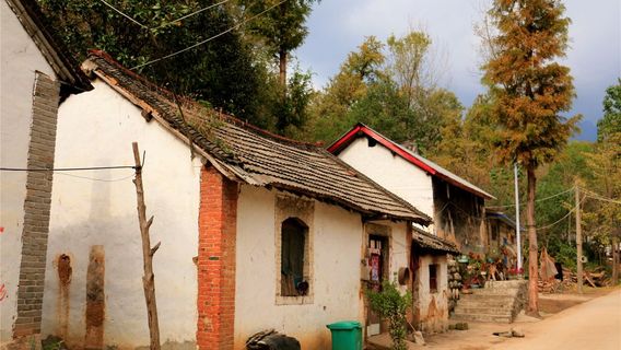 Millennium Ginkgo Forest