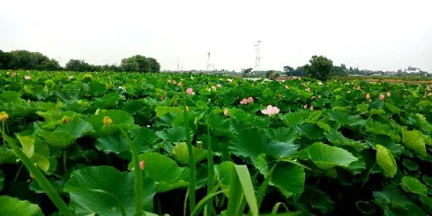 三河灣公園
