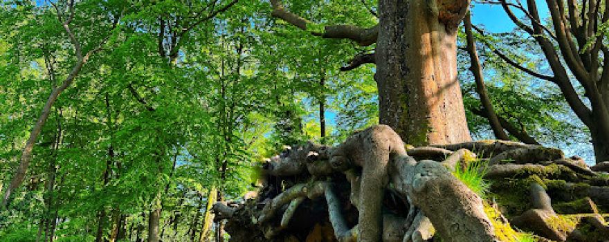 Gnoll Country Park