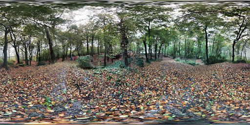 Lacy Wood