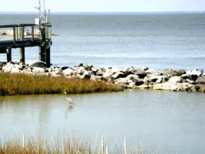 Alabama Aquarium at the Dauphin Island Sea Lab