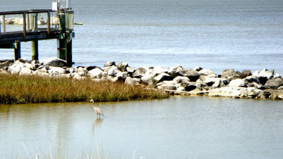 Alabama Aquarium at the Dauphin Island Sea Lab
