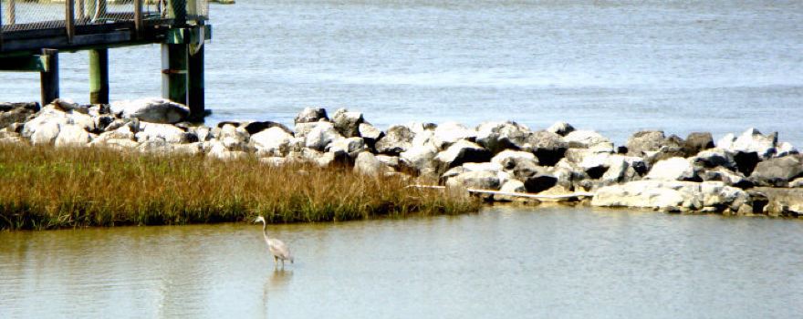Alabama Aquarium at the Dauphin Island Sea Lab