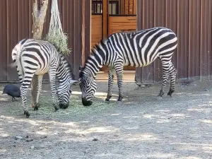 Idaho Falls Zoo at Tautphaus Park