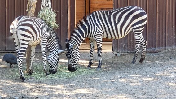 Idaho Falls Zoo at Tautphaus Park