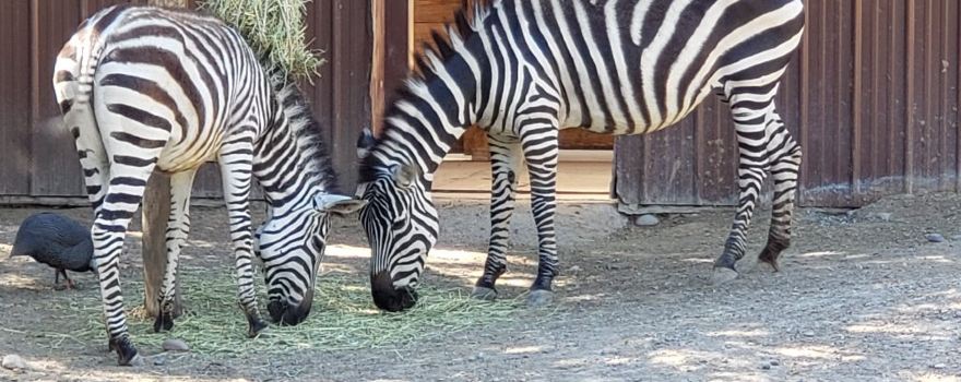 Idaho Falls Zoo at Tautphaus Park