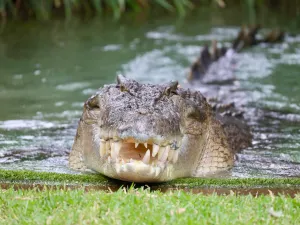 Australian Reptile Park