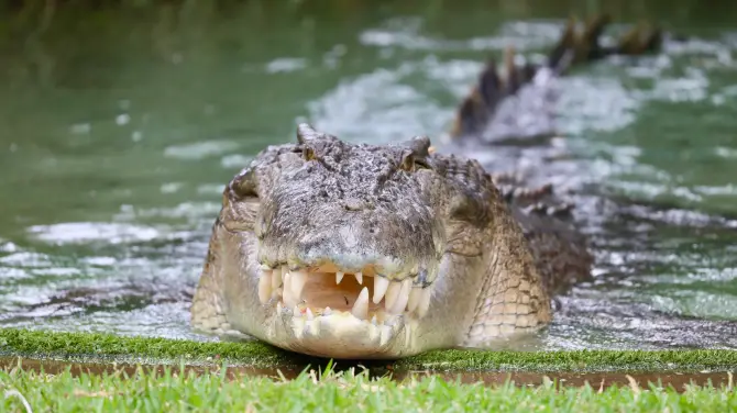 2_Australian Reptile Park