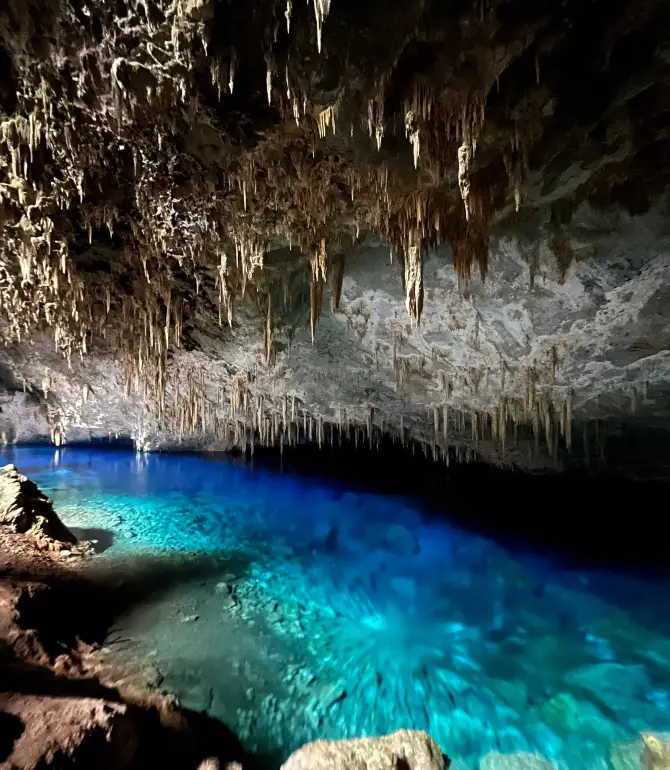 Bonito