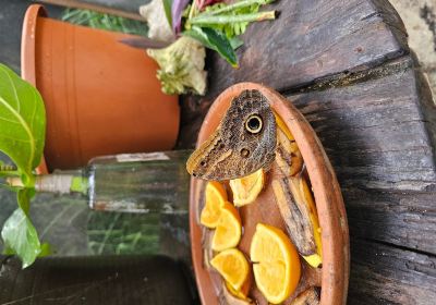 Butterfly Farm