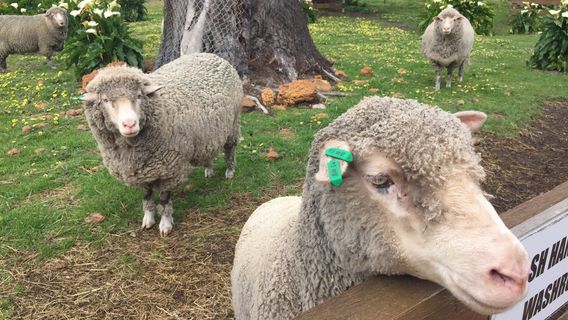 Yallingup Shearing Shed