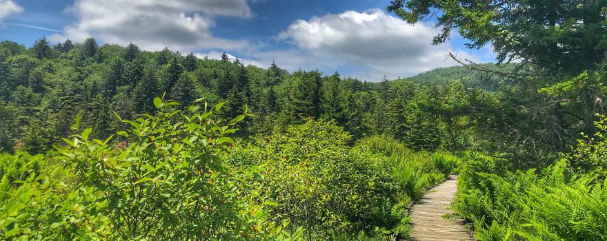 Cranberry Glades Botanical Area