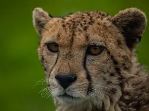 Tier- und Vogelpark Irgenöd
