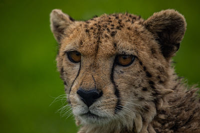 Tier- und Vogelpark Irgenöd