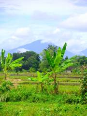 Lumbung Sari House Of Luwak Coffee