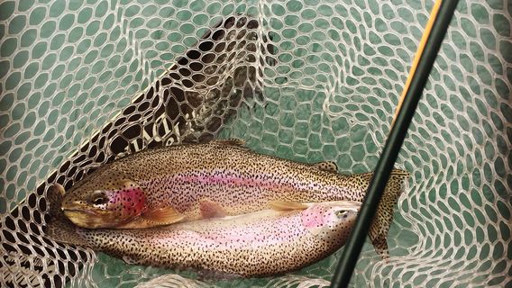 Jason's Guide Service