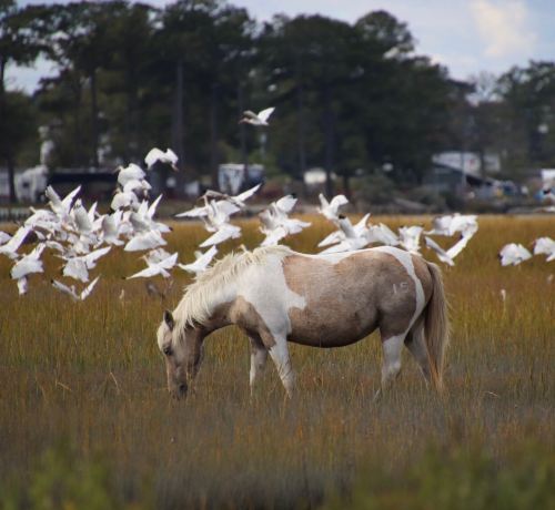 Chincoteague Island Adventures