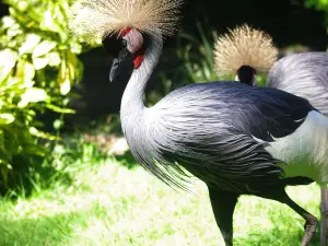 Parc Animalier Saint Martin Montaigu La Brisette