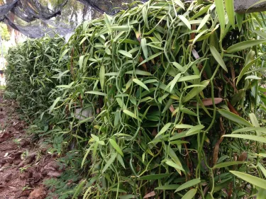 Tikehau