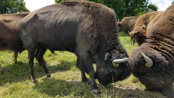 Boss Bison Ranch