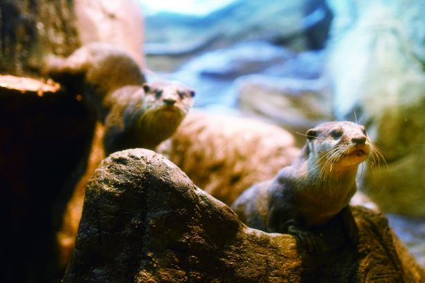 Nijino Mori Park Aquarium