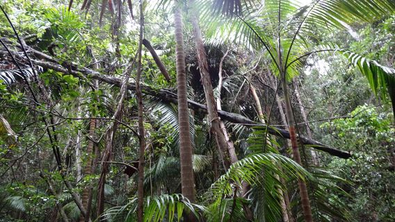 Forest of Tranquility