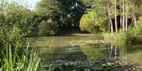 Alderwood Pond