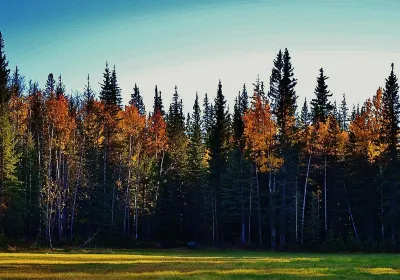 Hinton