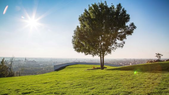 Mushroom Hill