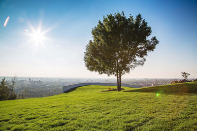 Mushroom Hill