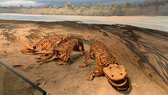 Mountain America Museum of Ancient Life at Thanksgiving Point