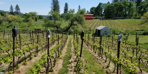 Montoliva Vineyard & Winery