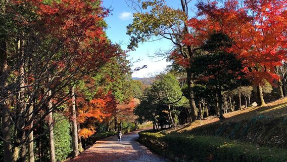 Tajimi
