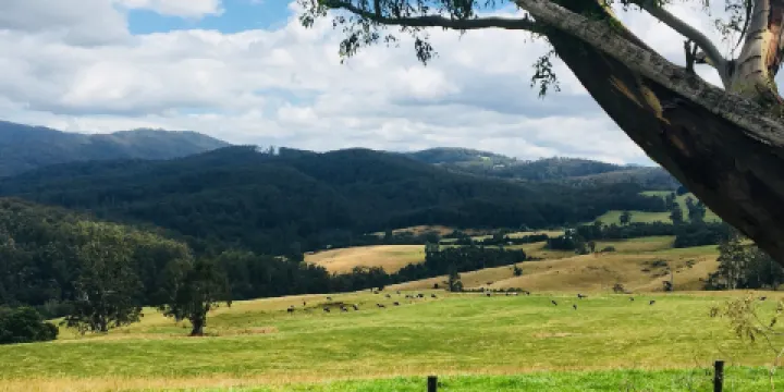 Little Charli's Lookout