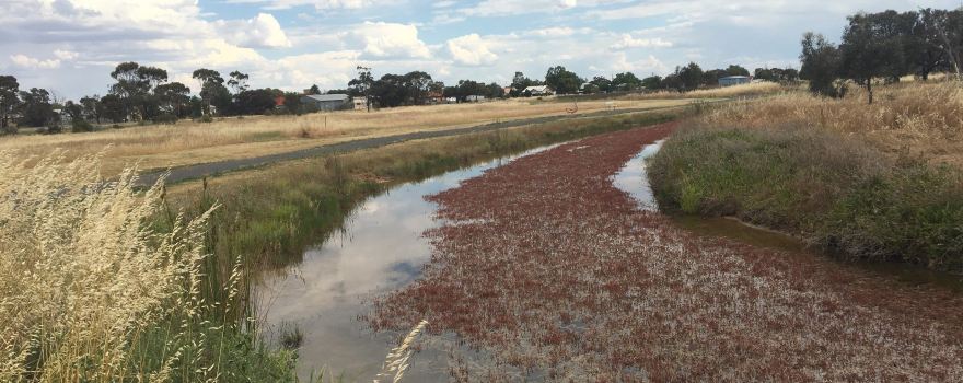 Minyip Wetlands