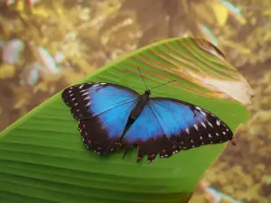 Motylarnia Wladyslawowo